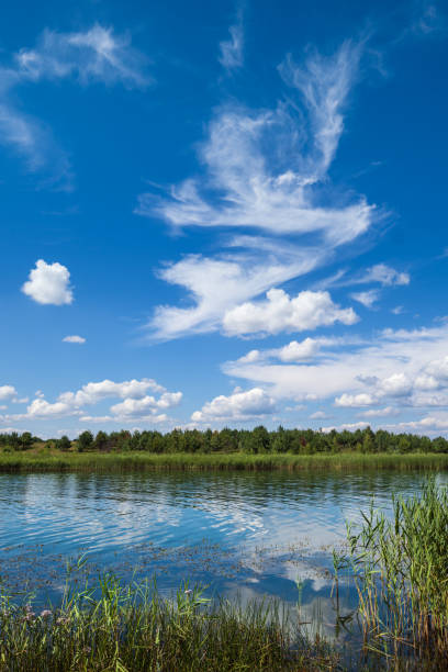Small picturesque rushy lake. Sunny, summer day.