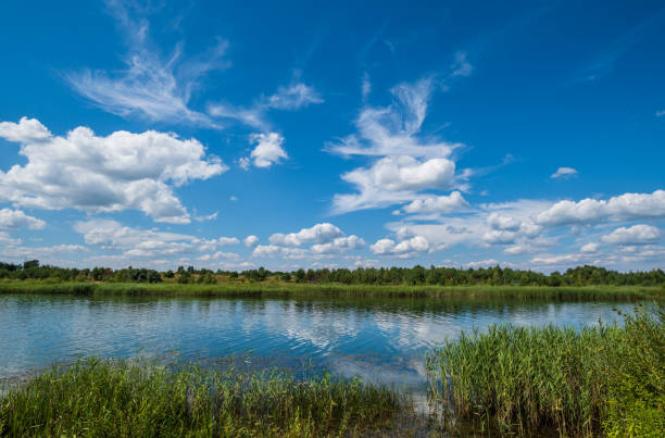 istock Small picturesque rushy lake. Sunny, summer day. 1322861584
