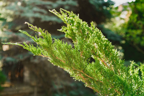 istock Background of coniferous plant branches close up 1322862092