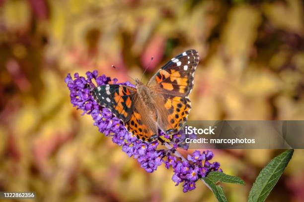 Butterfly Ladyinlaw On A Buddleia Of David Painted Lady Butterfly On Buddleja Davidii Stock Photo - Download Image Now