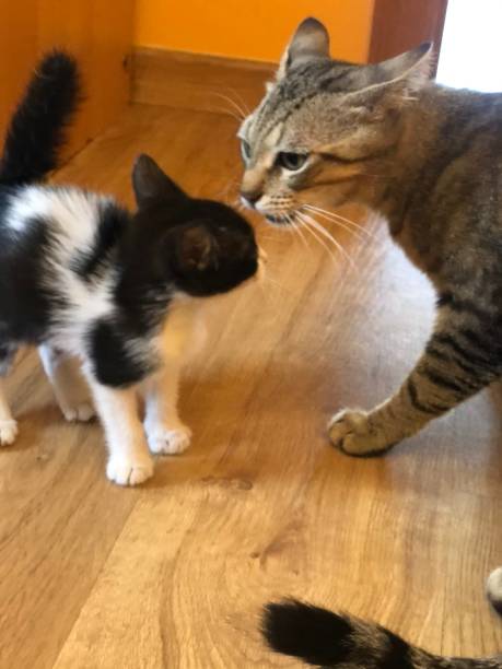 istock Kissing cats and babycat 1322862937
