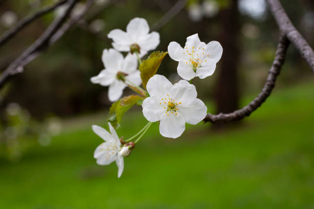 istock Cherry flowers background white small flowers on a branch 1322863416