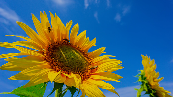 Blooming sunflower against the blue sky, close-up. Summer season. Web banner.