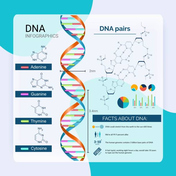 チャートとダイアグラムベクトルを用いたdna科学研究インフォグラフィックセット - genetic information点のイラスト素材／クリップアート素材／マンガ素材／アイコン素材