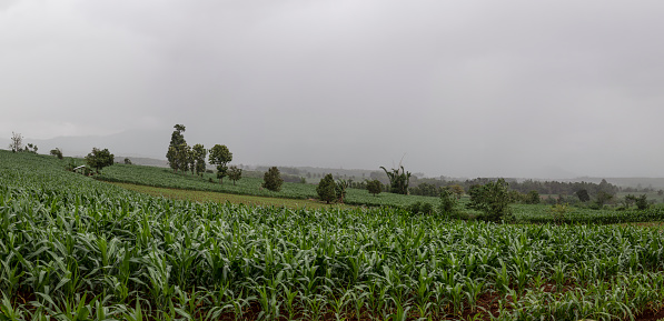 panoramic landscape of corn field with grey sky of rainy day, Phop Phra, Tak, Thailand