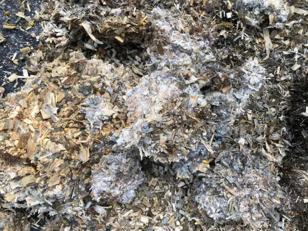 Mouldy maize silage in close up on a farm in early June, England, United Kingdom