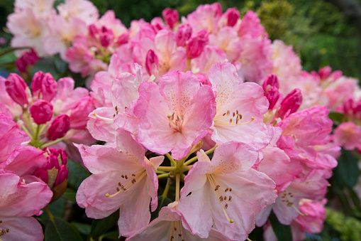 A pink flowering rhododendron in early flower in late spring, North Yorkshire, England, United Kingdom