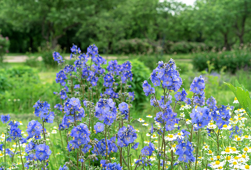 Blue Delphinium elatum in the garden