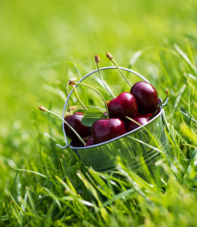 Ripe cherries in a metal bucket on the green grass. Copy space. High quality photo