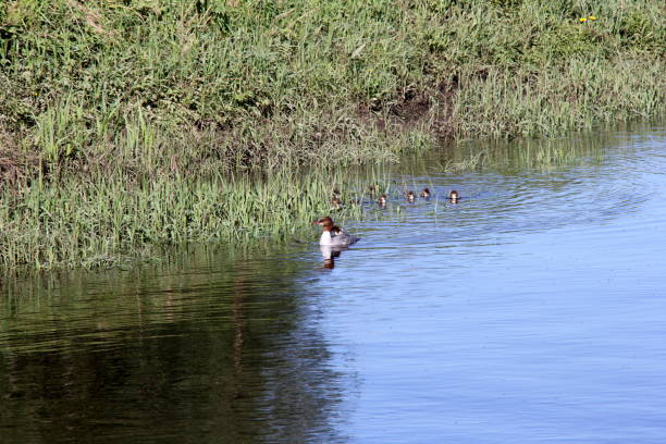 istock Female Goosander (Mergus merganser) with many babies in the river 1322870176
