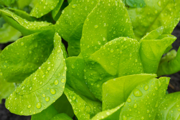 istock Raindrops on growing lettuce in a home garden. Full frame food background 1322871131