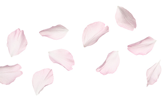 Hermosos pétalos de flores de sakura rosados aislados sobre blanco photo