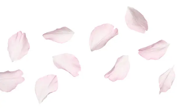 Beautiful pink sakura blossom petals isolated on white