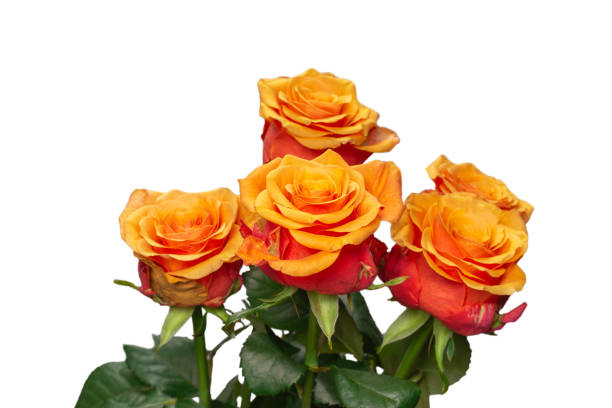 istock Orange rose isolated on a white background. 1322871605