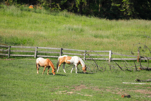 istock Two horses graze in a pasture in Idaho. 1322871844