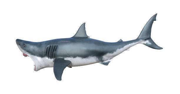 istock Illustration of a great white shark with open jaws in a feeding mode isolated on a white background side view. 1322873411