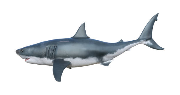 istock Illustration of a great white shark with slightly open jaws isolated on a white background side view. 1322873742