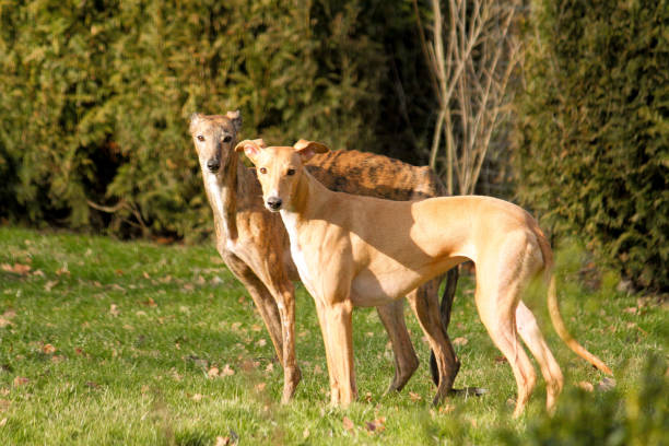 istock two beautiful whippets are standing in the garden 1322875165