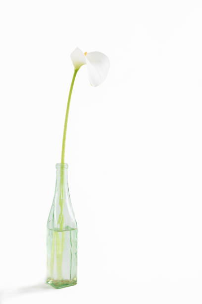 istock a decorative flower in a vase 1322876165