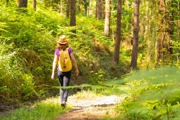 istock A young woman with a hat walking with a yellow backpack through the forest pines, hiker lifestyle concept, copy and paste space, forests of the Basque country. Spain 1322878032