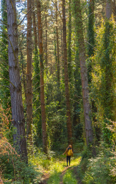istock Forest pines and a young woman underneath looking up, hiker lifestyle concept, copy and paste space, Basque Country forests. Vertical photo 1322878200