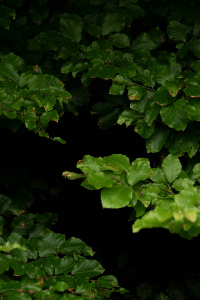 istock Background with dark green leaves with bokeh background, fresh flat background. Flat lay backdrop. Nature concept 1322879061