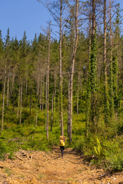 istock An adventurous hiker walking along a path next to some pine trees, hiking lifestyle, copy and paste space, forests of the Basque country. Spain 1322879090