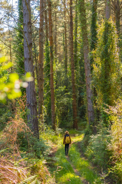 istock A young adventurer with a hat in the forest pines, hiker lifestyle concept, copy and paste space, Basque Country forests. Vertical photo 1322879385