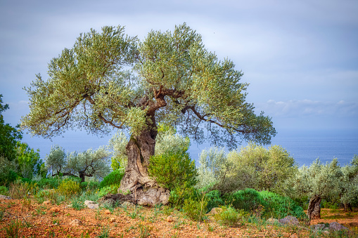 The olive, known by the botanical name Olea europaea, meaning \