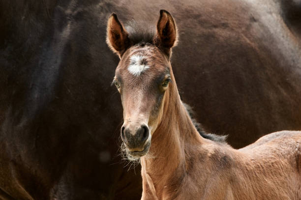 Brown foal standing close to the mare and looking at camera, close-up of a newborn horse. Brown foal standing close to the thoroughbred mare and looking at camera. Closeup of a newborn horse. newborn horse stock pictures, royalty-free photos & images