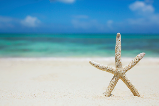 Starfish on top of each other in the form of Christmas tree on sand with blue boards. Concept New Year, vacation, beach. Copy space