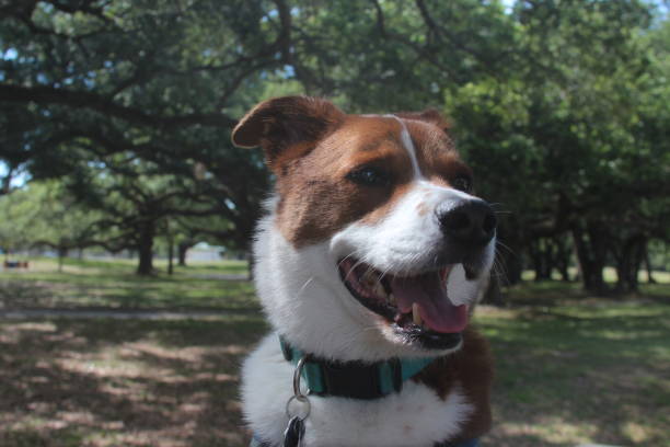 istock Happy dog in the park 1322884633