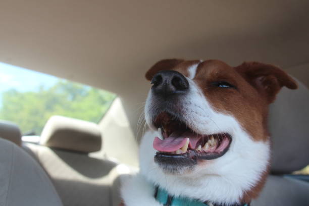 istock Happy dog in the car 1322884709