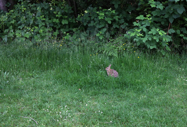 Lush green foliage surrounds a lone rabbit in southwestern British Columbia, Canada. Background shows the invasive Himalayan Blackberry plants.