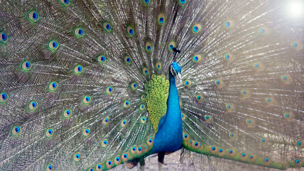 a peacock is displaying the beauty of its tail
