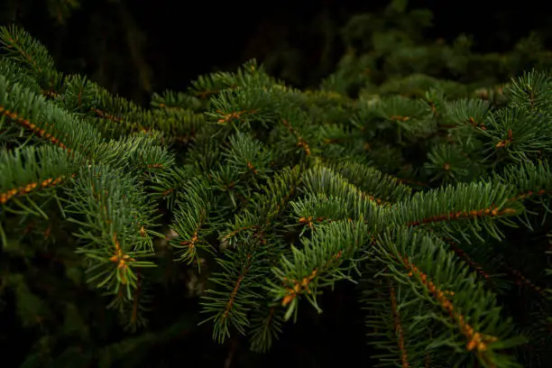 Photo of green prickly branches of a fur-tree or pine