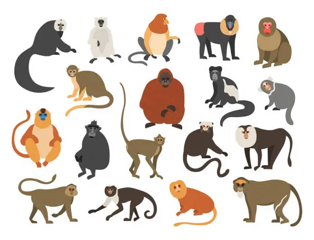 Vector illustration of Cartoon monkeys. Exotic tropical animals. Different types of primate breeds. Mandrill and bekantan. Climbing lemur. Funny chimpanzee or orangutan. Furry apes with tails. Vector fauna set