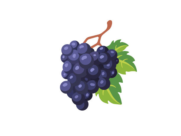 ilustrações de stock, clip art, desenhos animados e ícones de grapes with leaf - uvas