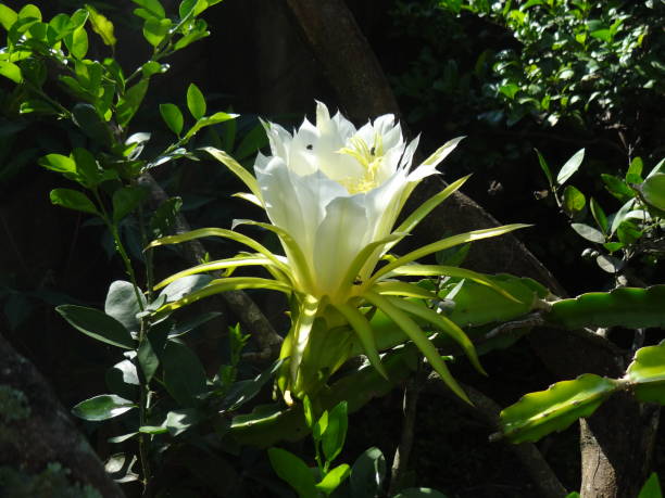The flower of Selenicereus undatus, a.k.a. Dragon fruit. The flower of Selenicereus undatus (former Hylocereus undatus), pitahaya, white-fleshed pitaya or "dragon fruit", with its yellow and white colors. Dragon fruit cactus is a night blooming plant and the flowers last only one evening. Photo taken in Itatiba, São Paulo State, Brazil. dragon fruit flower stock pictures, royalty-free photos & images