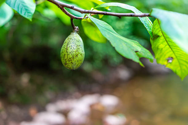 Macro closeup view of one single unripe pawpaw fruit hanging growing on plant tree in garden for wild foraging with green leaves and bokeh background of river in Herndon Macro closeup view of one single unripe pawpaw fruit hanging growing on plant tree in garden for wild foraging with green leaves and bokeh background of river in Herndon herndon virginia stock pictures, royalty-free photos & images