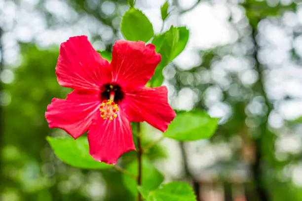 Macro closeup of one vibrant vivid red hibiscus flower showing detail and texture against bokeh background with green leaves