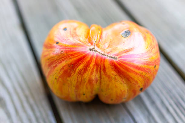 macro primer plano de una gran herencia madura de tomate de jazz rosa rayado rojo en el jardín cosechado en el suelo de madera de la cubierta - tomato beefsteak tomato heirloom tomato pink fotografías e imágenes de stock