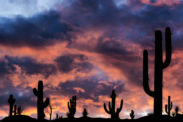 sylwetki różnych kaktusów o zachodzie słońca z pięknymi chmurami na pustyni. - phoenix arizona skyline desert zdjęcia i obrazy z banku zdjęć