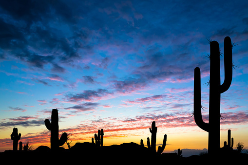 Silhouettes of different cacti at sunset with beautiful clouds in the desert. Desert sunset.