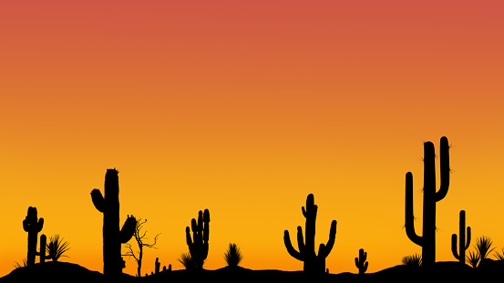 Silhouettes of different cacti at sunset with a cloudless sky in the desert. Desert sunset with clear sky without clouds with beautiful gradient.