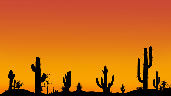 Silhouettes of different cacti at sunset with a cloudless sky in the desert. Desert sunset with clear sky without clouds with beautiful gradient.