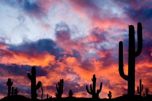 sagome di cactus diversi al tramonto con bellissime nuvole nel deserto. - sonora state foto e immagini stock