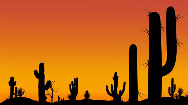 silhuetas de diferentes cactos ao pôr do sol com um céu sem nuvens no deserto. pôr do sol deserto com céu claro sem nuvens com belo gradiente. - phoenix arizona skyline desert - fotografias e filmes do acervo