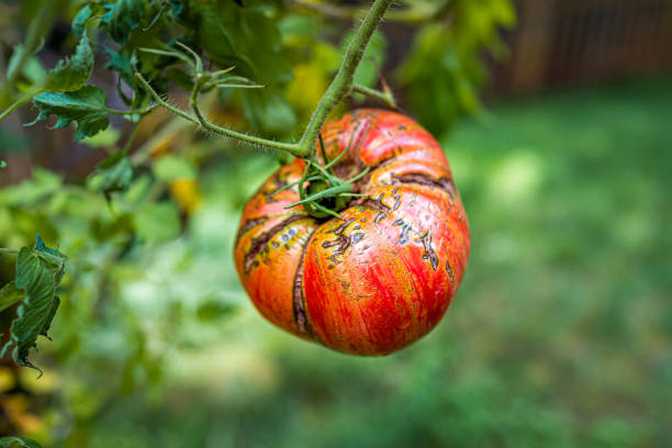 macro gros plan d’une grande tomate jazz rose rayée rouge à rayures rouges suspendues poussant sur de la vigne végétale dans le jardin avec un bokeh de vert - tomato beefsteak tomato heirloom tomato pink photos et images de collection