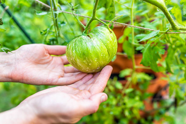 macro gros plan des mains tenant un grand beefsteak unripède héritage rose jazz tomate accrochée sur la vigne végétale dans le jardin conteneur vertical tour de jardin - tomato beefsteak tomato heirloom tomato pink photos et images de collection